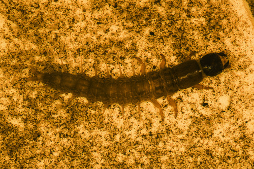 Table Mountain Fishfly