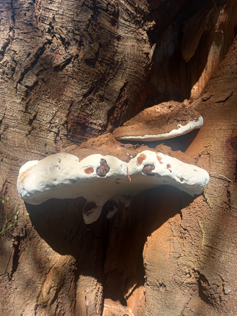 Ganoderma australe · February 2024 · photo: © amoxiconclav (iNaturalist, cc-by)