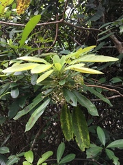 Daphniphyllum calycinum