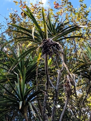 Pleomele aurea