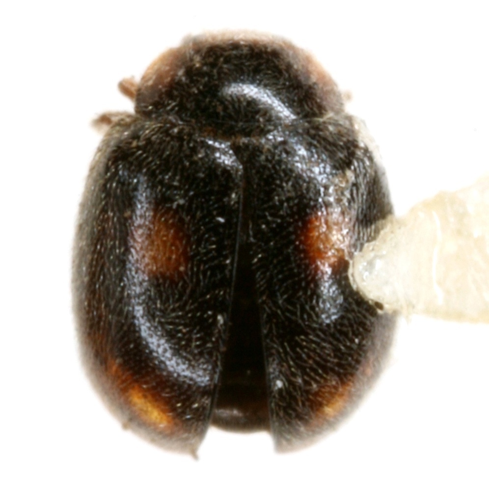 Nephus atramentarius