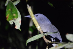 Zebrilus undulatus