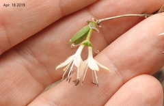 Lonicera praeflorens
