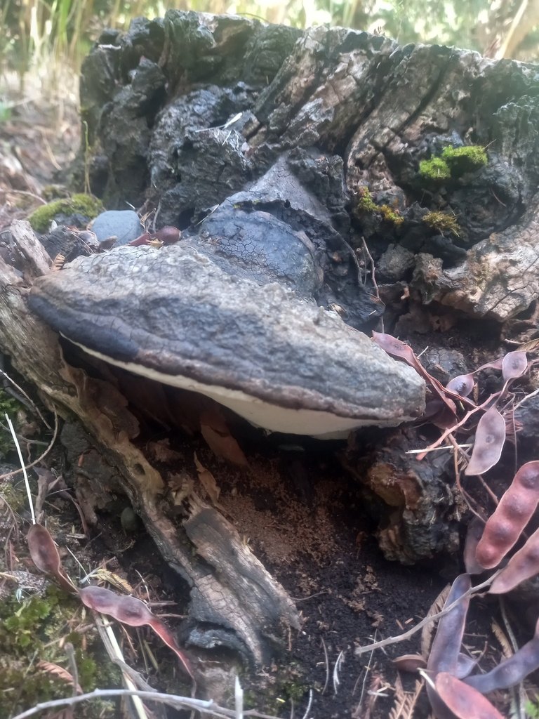 Ganoderma australe · February 2024 · photo: © amoxiconclav (iNaturalist, cc-by)