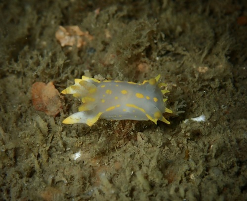 Polycera faeroensis