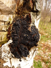 Inonotus obliquus sterilis