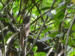 Nyctibius aethereus