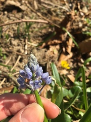 Hyacinthoides italica
