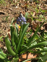 Hyacinthoides italica