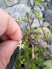 Solanum opacum