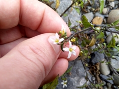 Solanum opacum
