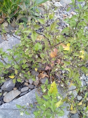 Solanum opacum