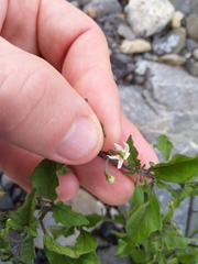 Solanum opacum