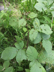 Rubus baruthicus