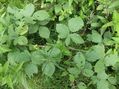 Rubus baruthicus