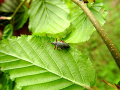 Phyllobius glaucus
