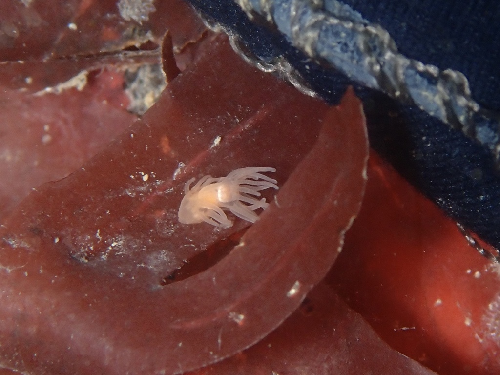 Gonactinia prolifera