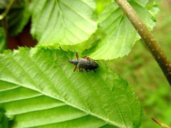 Phyllobius glaucus