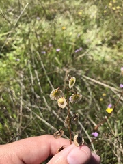 Thysanocarpus radians