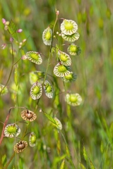 Thysanocarpus radians