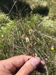 Thysanocarpus radians
