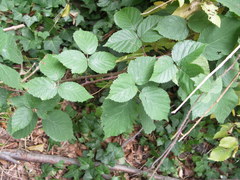 Rubus condensatus