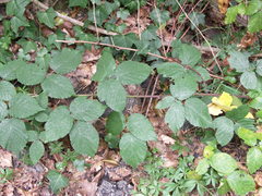 Rubus condensatus