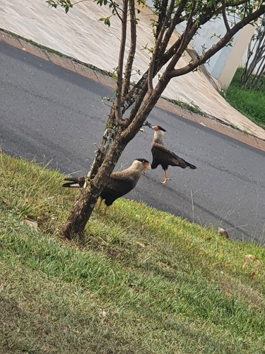Crested Caracara