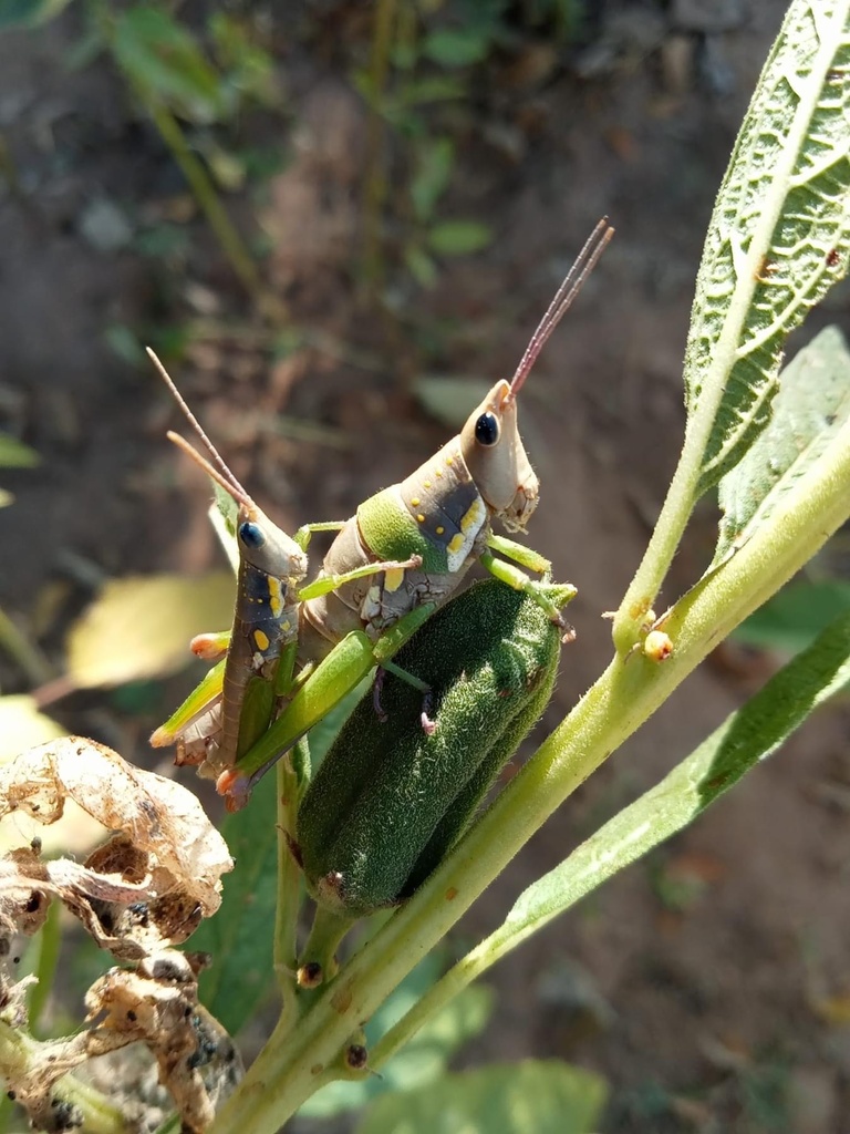 Burmorthacris