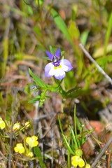 Downingia cuspidata