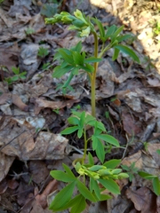 Corydalis cava marschalliana