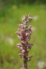 Anacamptis coriophora fragrans