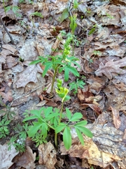 Corydalis cava marschalliana