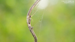 Tetragnatha ceylonica