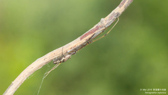 Tetragnatha ceylonica