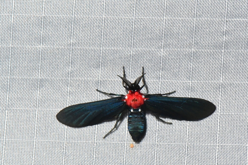 Psoloptera thoracica image