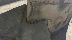 Lycodryas granuliceps