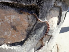 Lycodryas granuliceps