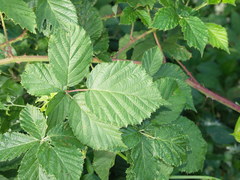 Rubus grossus