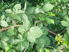 Rubus grossus