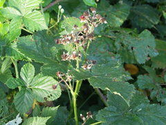 Rubus grossus