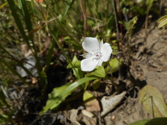 Calochortus umbellatus