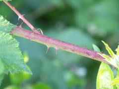 Rubus grossus