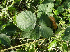 Rubus grossus