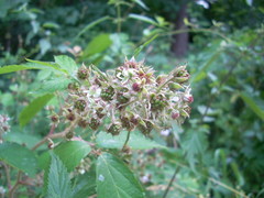 Rubus hirtus