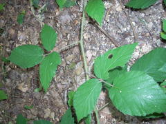 Rubus hirtus