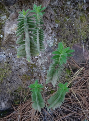 Micromeria pineolens, photograph 3