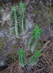 Micromeria pineolens, photograph (c) Y. Liu, some rights reserved (CC BY)