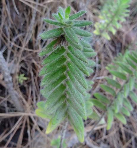 Micromeria pineolens, photograph 2