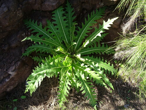 Image of Sonchus acaulis by (c) Y. Liu, some rights reserved (CC BY)